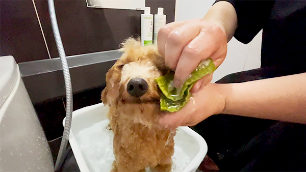 クッキー きょうのわんこ 写真2