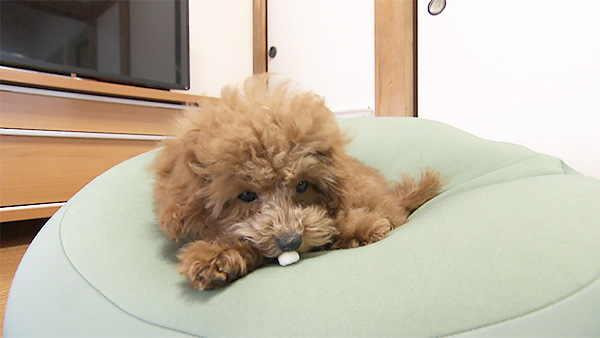 リッツ きょうのわんこ 写真5