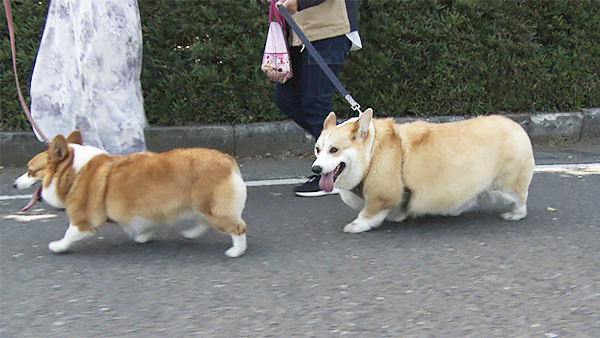 なな&はち きょうのわんこ 写真1