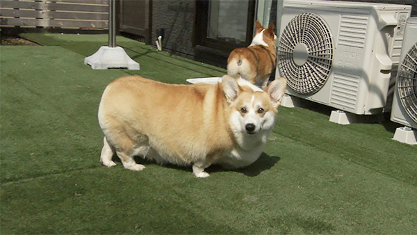 なな＆はち きょうのわんこ 写真3