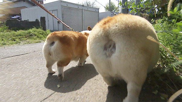 なな＆はち きょうのわんこ 写真4