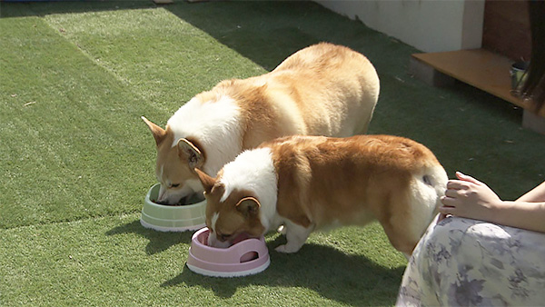 なな＆はち きょうのわんこ 写真5