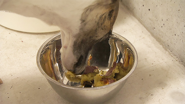 サッチモ きょうのわんこ 写真2