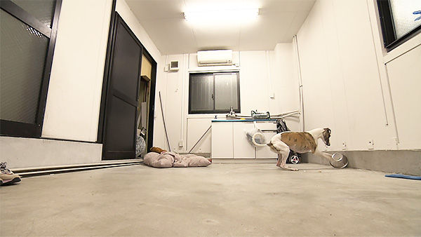 サッチモ きょうのわんこ 写真3