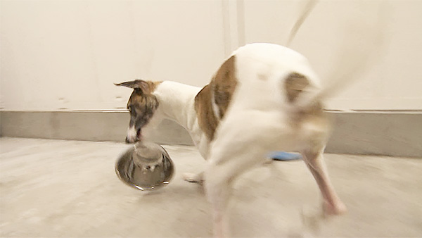 サッチモ きょうのわんこ 写真4