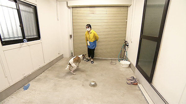 サッチモ きょうのわんこ 写真5