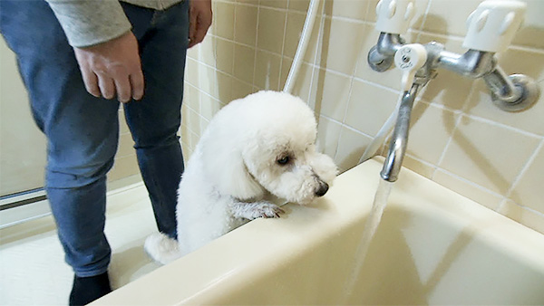 ミュクレ きょうのわんこ 写真2