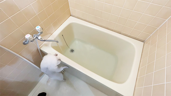 ミュクレ きょうのわんこ 写真3