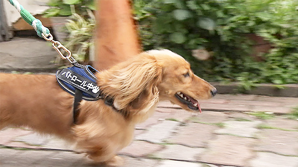 シンバ きょうのわんこ 写真3