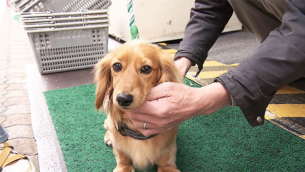 シンバ きょうのわんこ 写真5