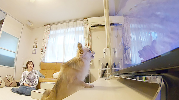 レイ きょうのわんこ 写真3