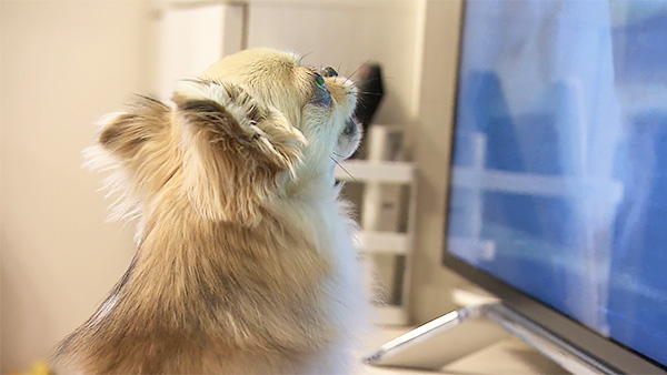 レイ きょうのわんこ 写真4