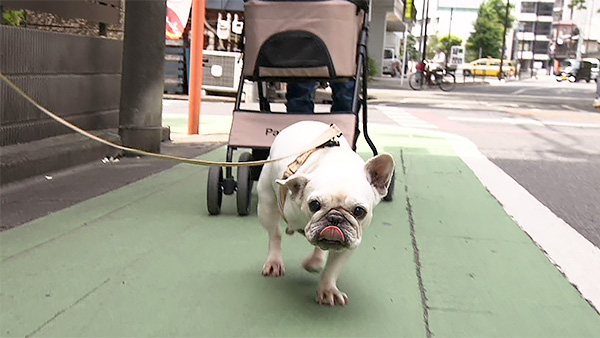 マックス きょうのわんこ 写真4