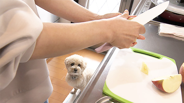 ししまる きょうのわんこ 写真2