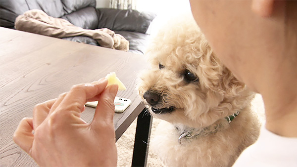 ししまる きょうのわんこ 写真4