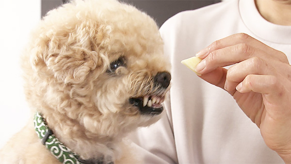 ししまる きょうのわんこ 写真5