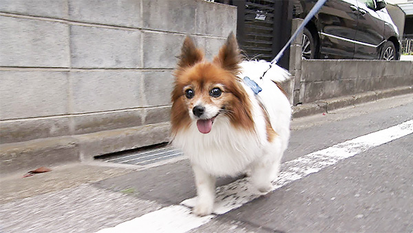 桃 きょうのわんこ 写真2