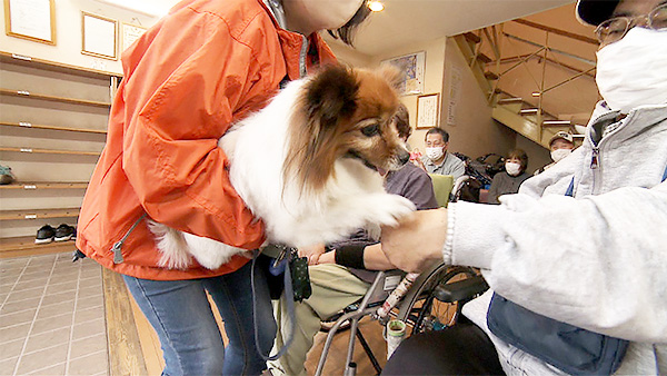 桃 きょうのわんこ 写真3