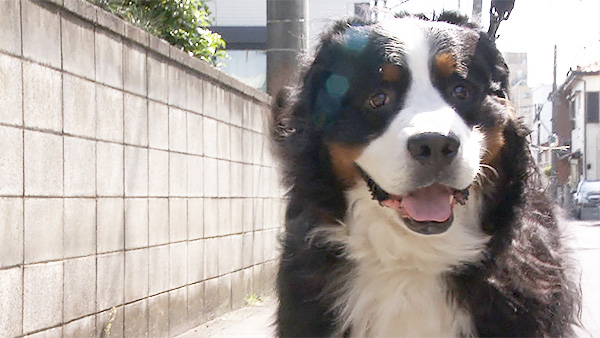 6700 ばん - めざましテレビ｜きょうのわんこ - フジテレビ