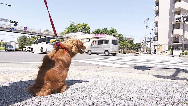 ニコニコぷりん きょうのわんこ 写真2