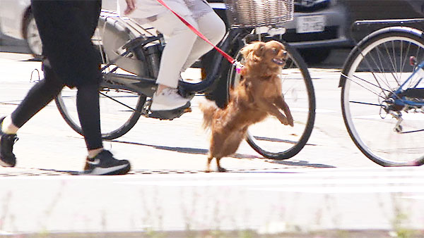 ニコニコぷりん きょうのわんこ 写真3