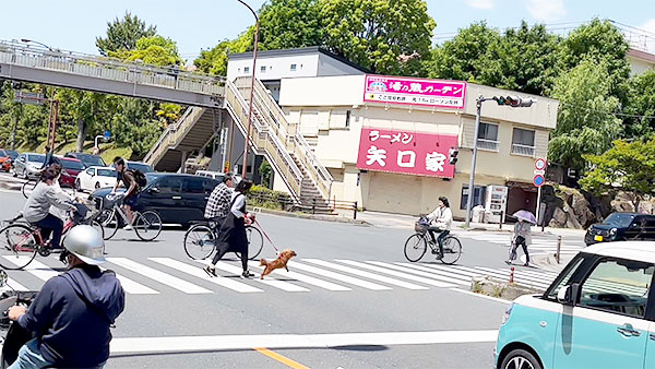 ニコニコぷりん きょうのわんこ 写真4