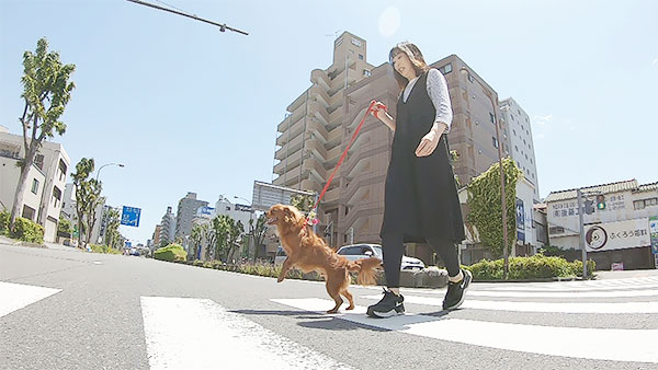 ニコニコぷりん きょうのわんこ 写真5