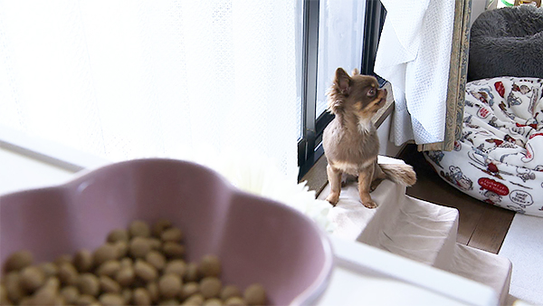 こはる きょうのわんこ 写真2