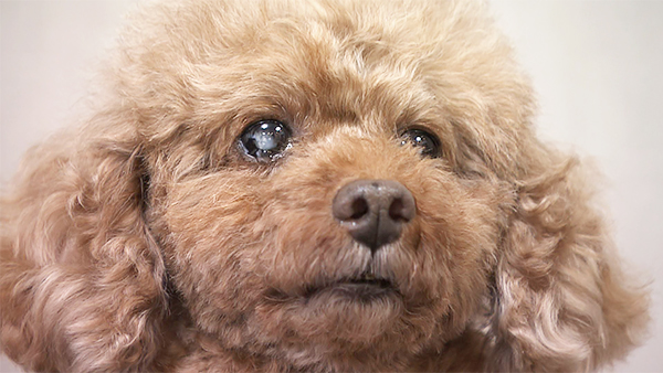 ゆう きょうのわんこ 写真1