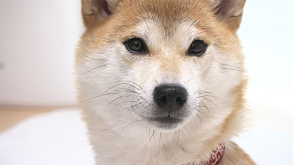 きなこ きょうのわんこ 写真1