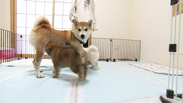 きなこ きょうのわんこ 写真2