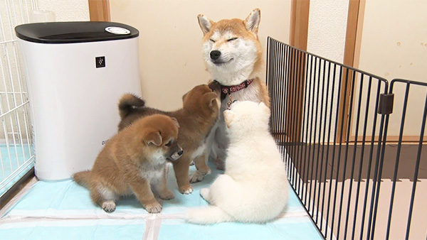きなこ きょうのわんこ 写真3
