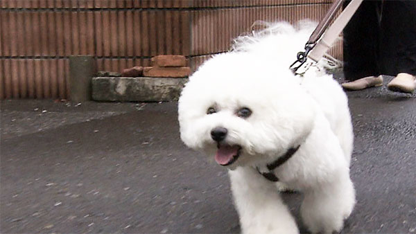 ぷん きょうのわんこ 写真2