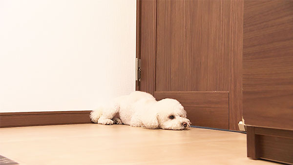 もなか きょうのわんこ 写真1