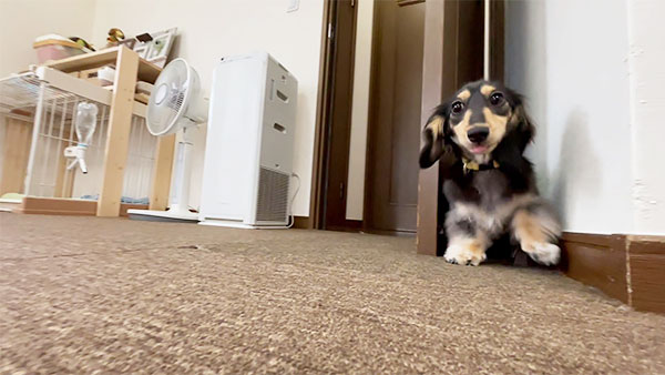 こなつ きょうのわんこ 写真3