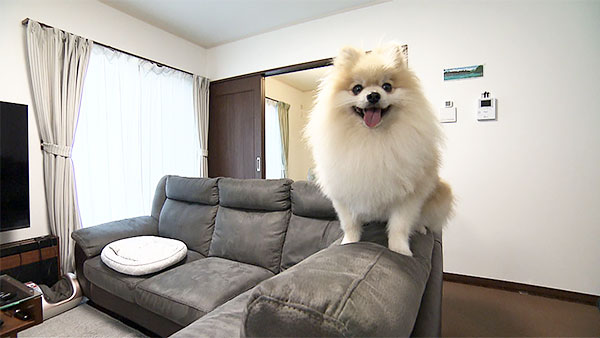 パンチ きょうのわんこ 写真3