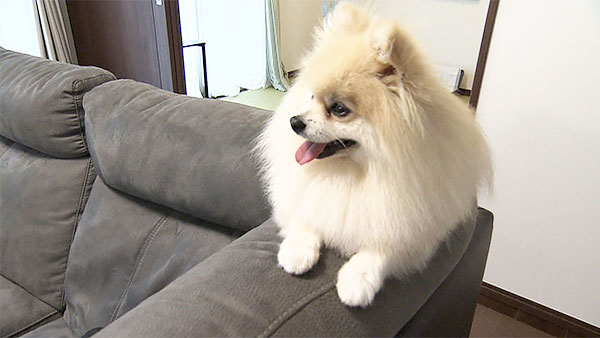 パンチ きょうのわんこ 写真4