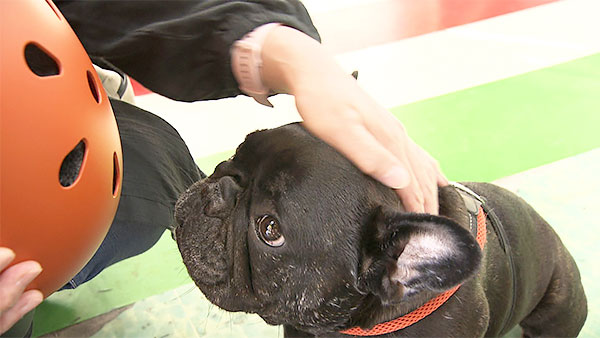 ジャンボ きょうのわんこ 写真3