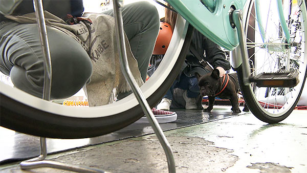 ジャンボ きょうのわんこ 写真4