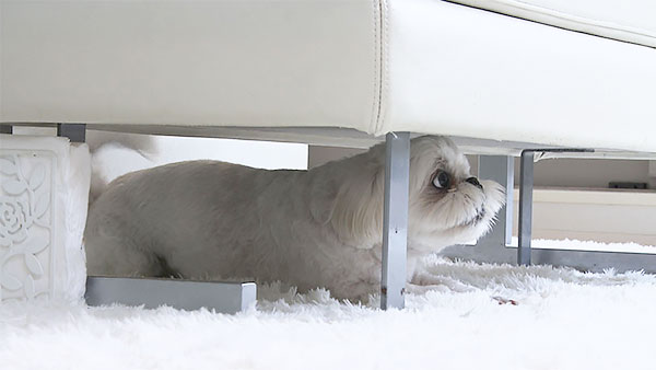 Peco きょうのわんこ 写真2