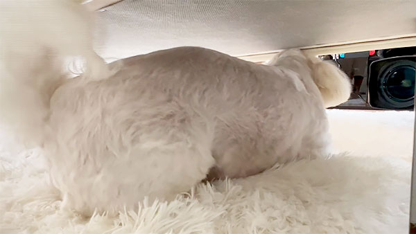 Peco きょうのわんこ 写真3