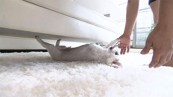 Peco きょうのわんこ 写真4