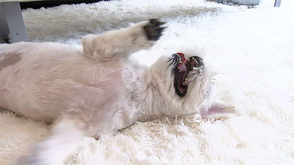 Peco きょうのわんこ 写真5