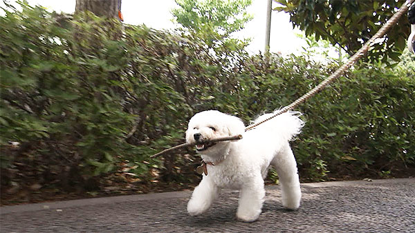 ジーノ きょうのわんこ 写真3