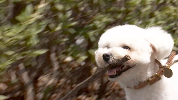 ジーノ きょうのわんこ 写真4