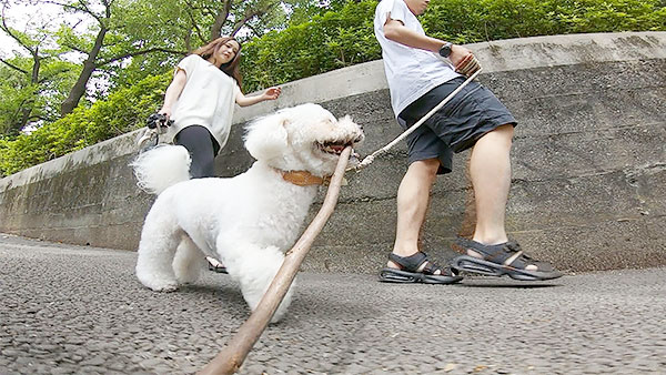 ジーノ きょうのわんこ 写真5