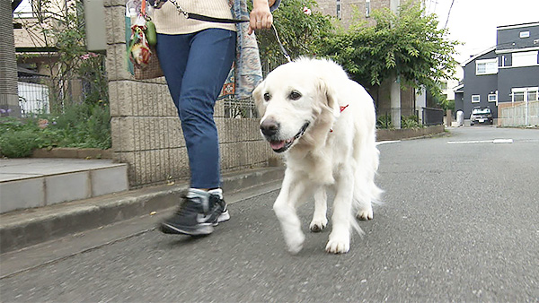 ヨハンナ きょうのわんこ 写真2