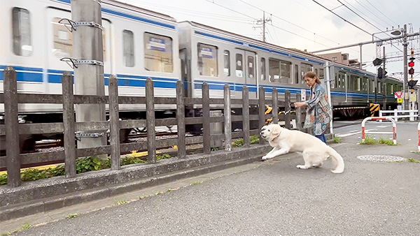 ヨハンナ きょうのわんこ 写真3