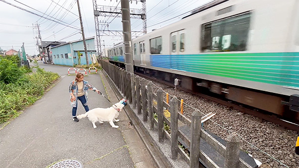 ヨハンナ きょうのわんこ 写真5