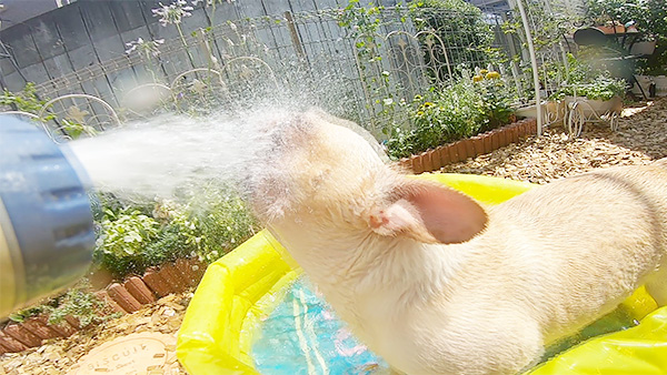 こち きょうのわんこ 写真4